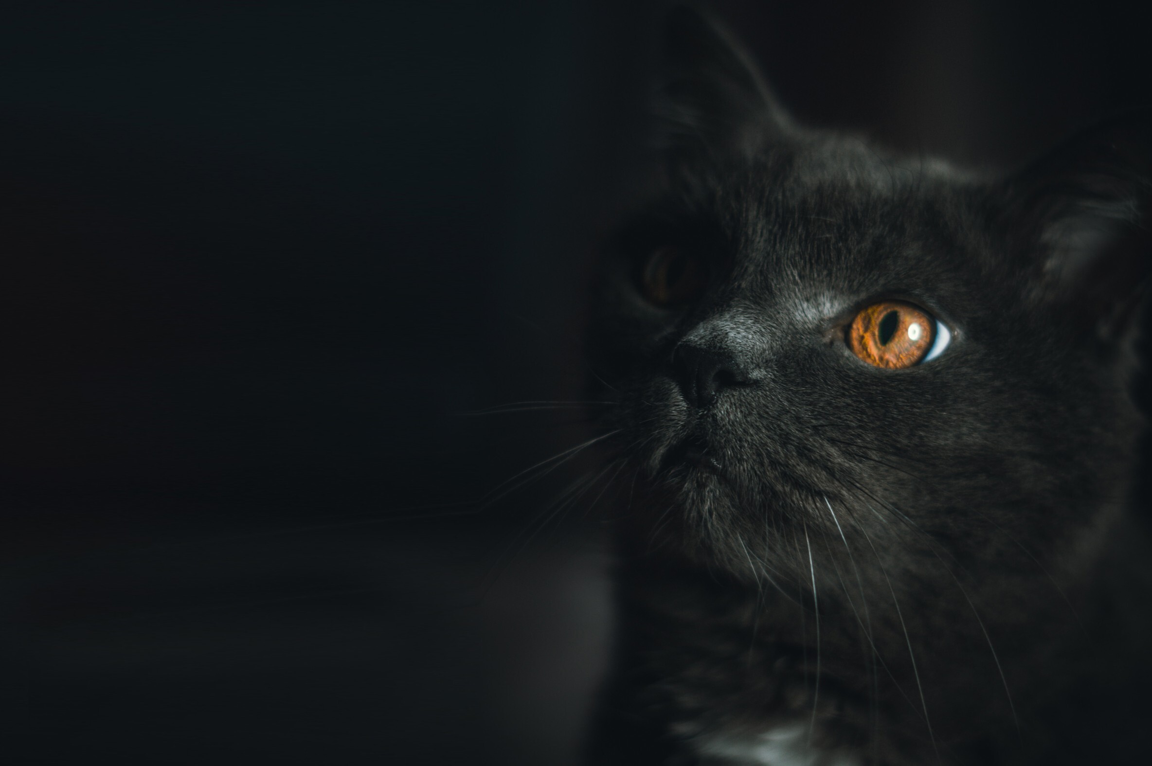 mythological cats