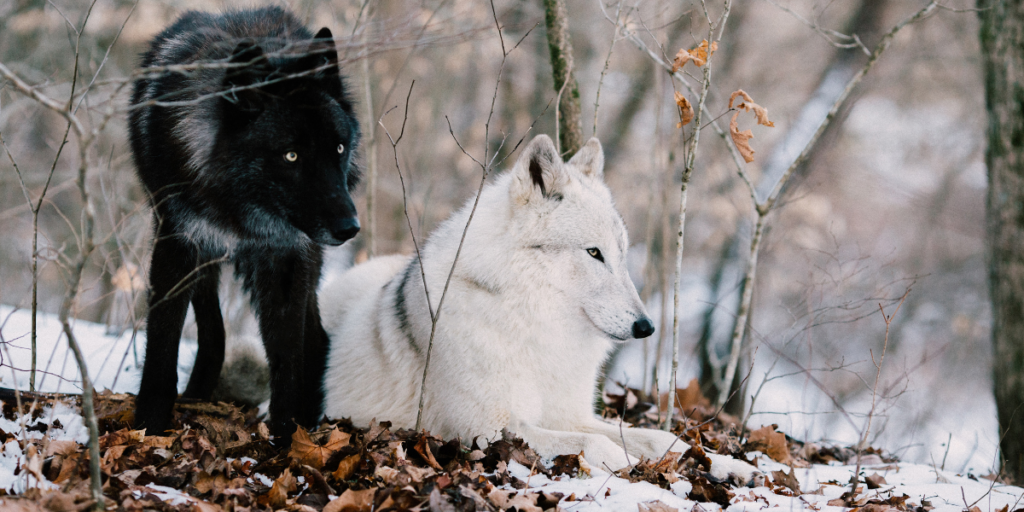 9 Facts About Wolves That You Did Not Know