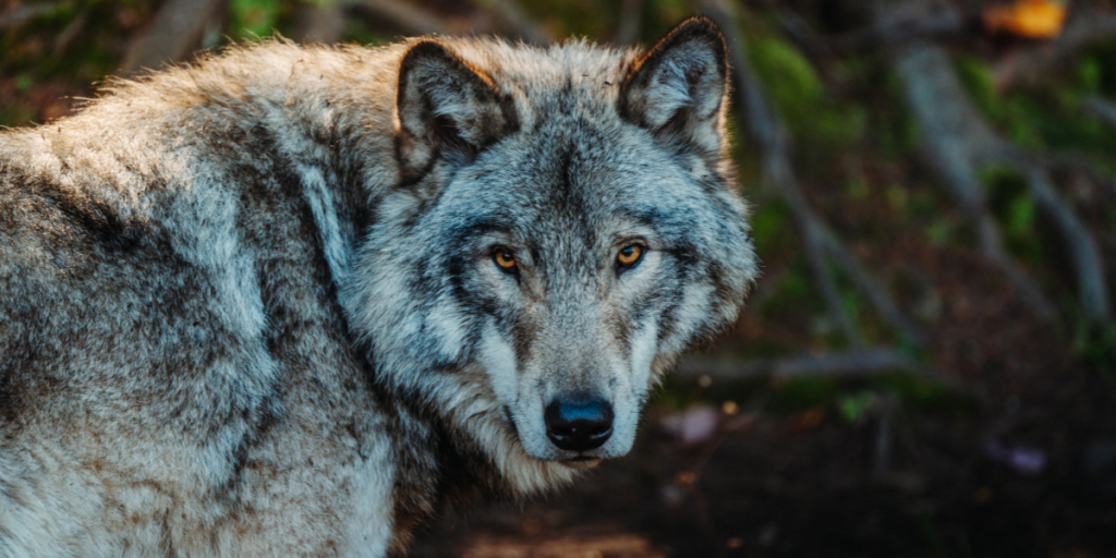 Large or Giant Wolf Dream