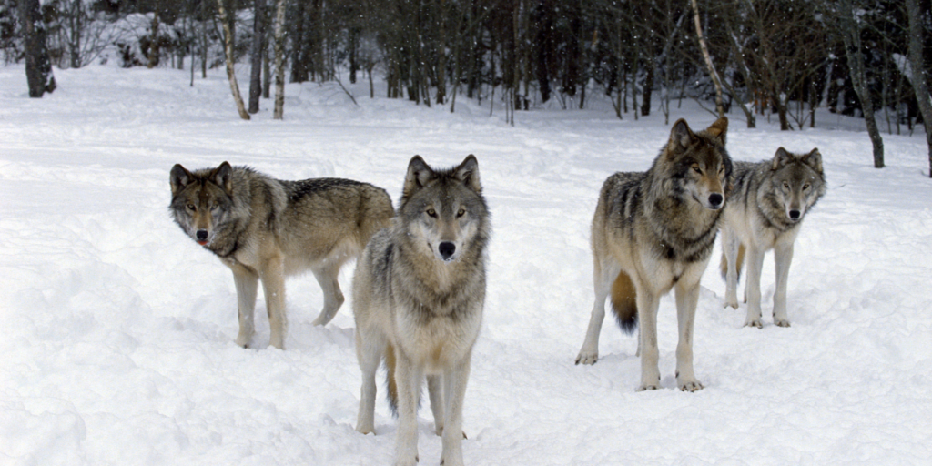 Various Types of Wolf Dreams
