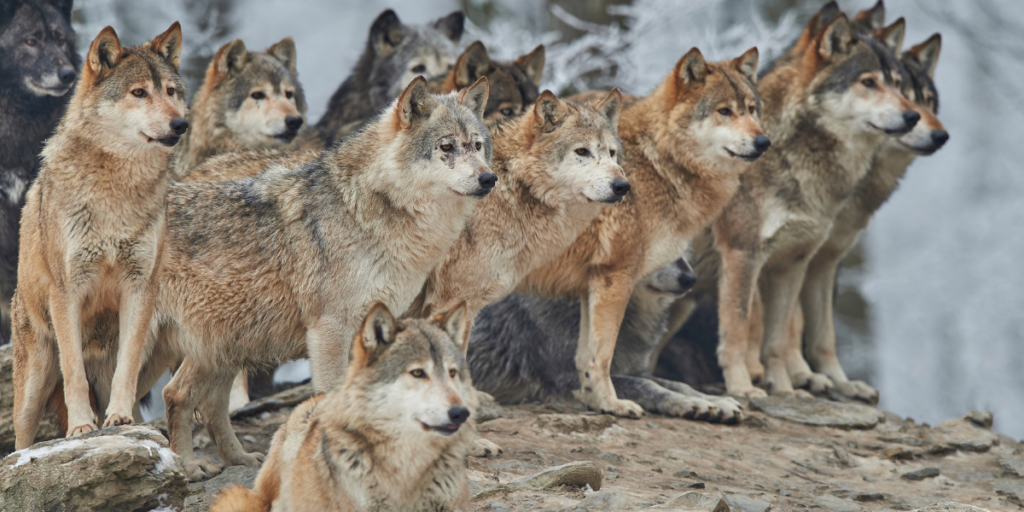 Wolf Pack Dreams