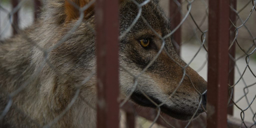 Wolf in a Cage Dream