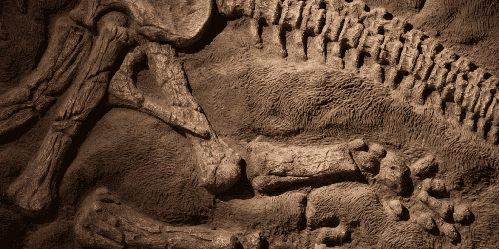 Dragon Myths Based on Fossil Remains