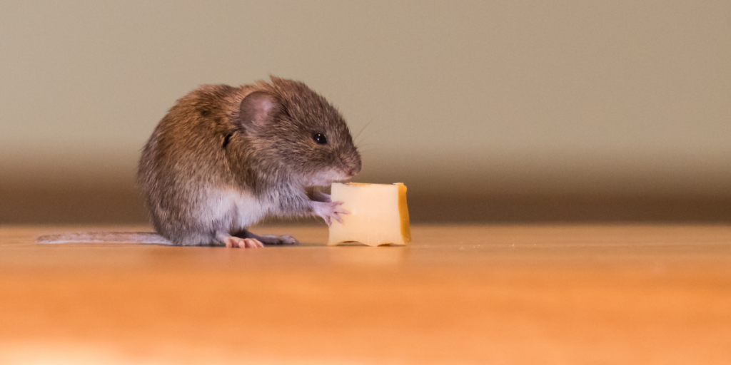 Dream of a Mouse Eating Cheese