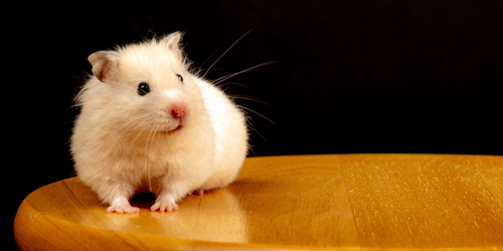 Dream of a White Mouse