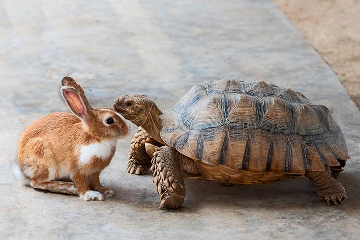 applied mythology aesops fables