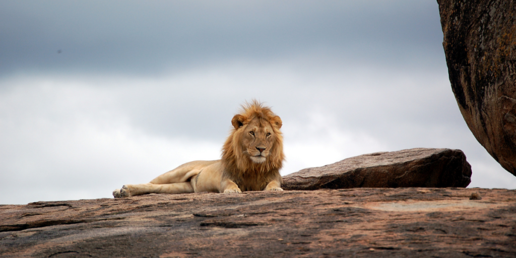 The Lion King