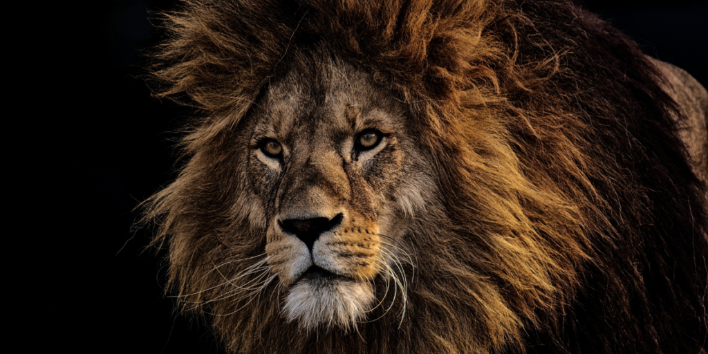 The Lion, The Witch and The Wardrobe