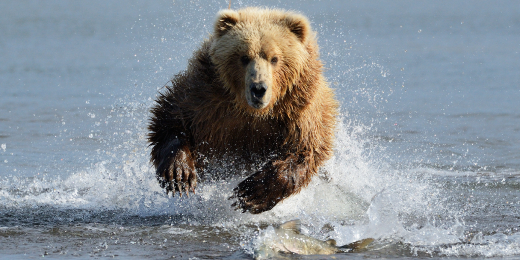 Bear Dream Revelations and Their Meanings