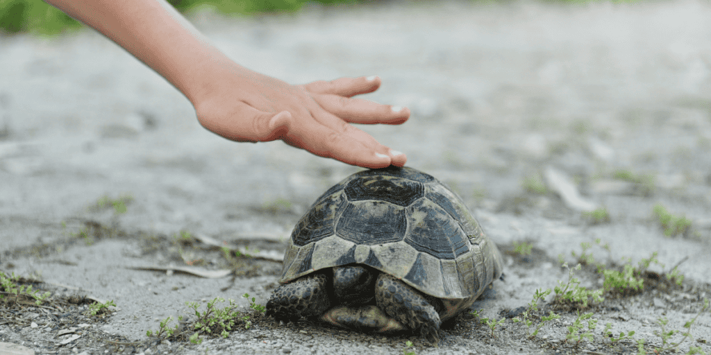 Dreaming of Feeling or Touching a Turtle
