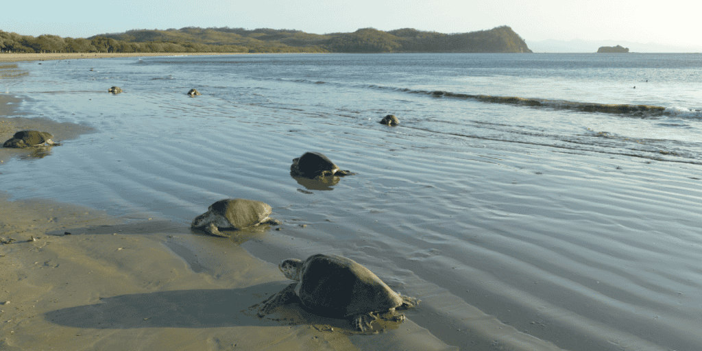 Dreaming of Turtles on a Beach