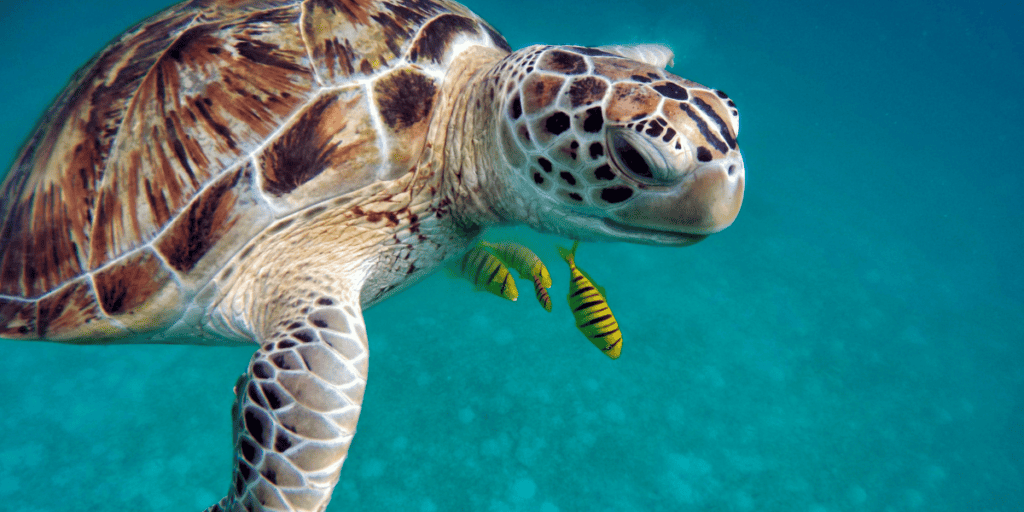 Dreaming of you Chasing a Turtle