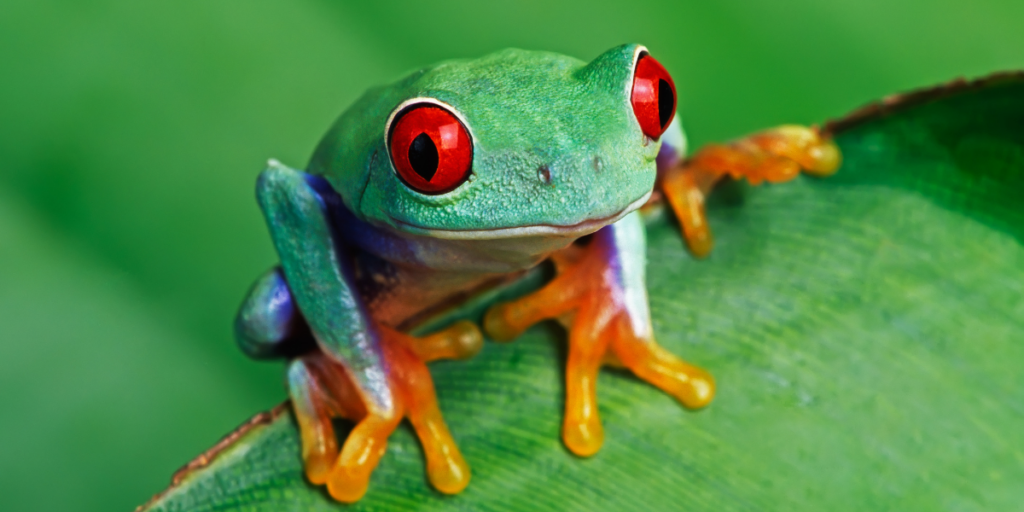 Frog Dream Meaning and Interpretation in Different Mythologies