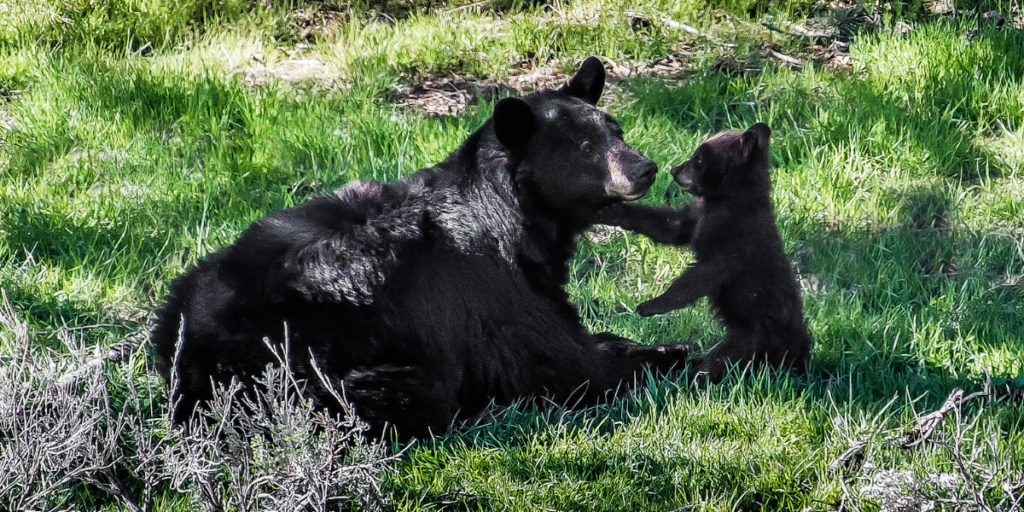 Meeting a Talking Bear