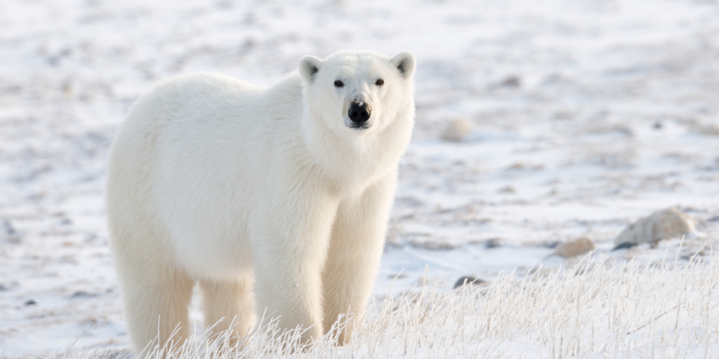 Seeing a Polar Bear