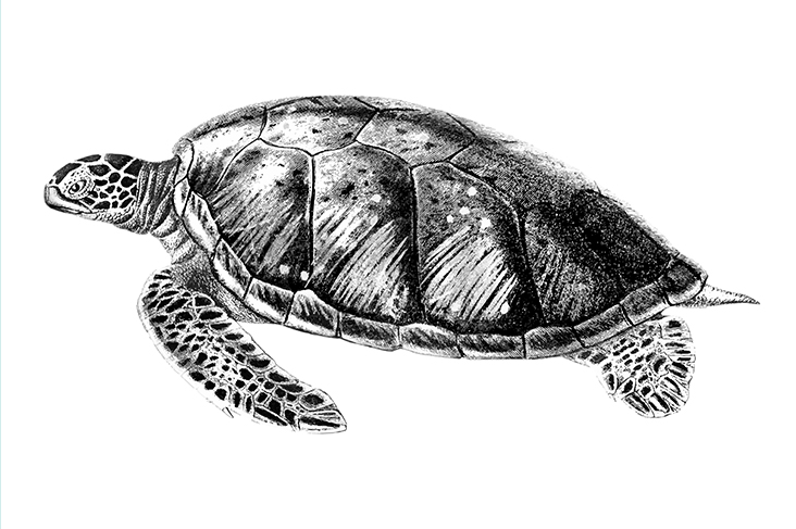 Turtle Dream Meaning and Interpretation in Different Mythologies