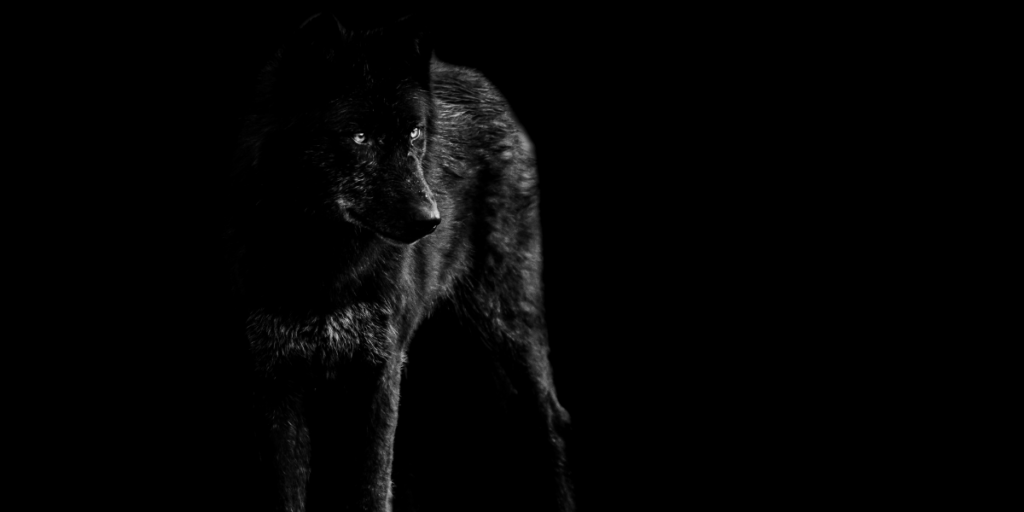 Gwyllgi  – Welsh Mythology
