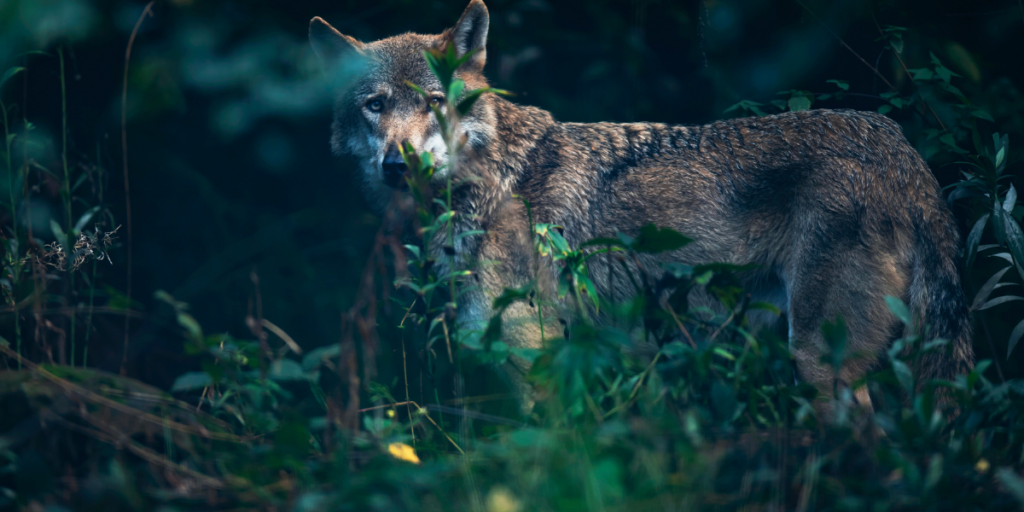 Some More Interesting Myths About Wolves