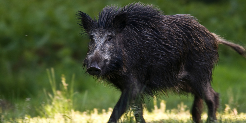 The Capture of the Wild Boar of Mount Erymanthus