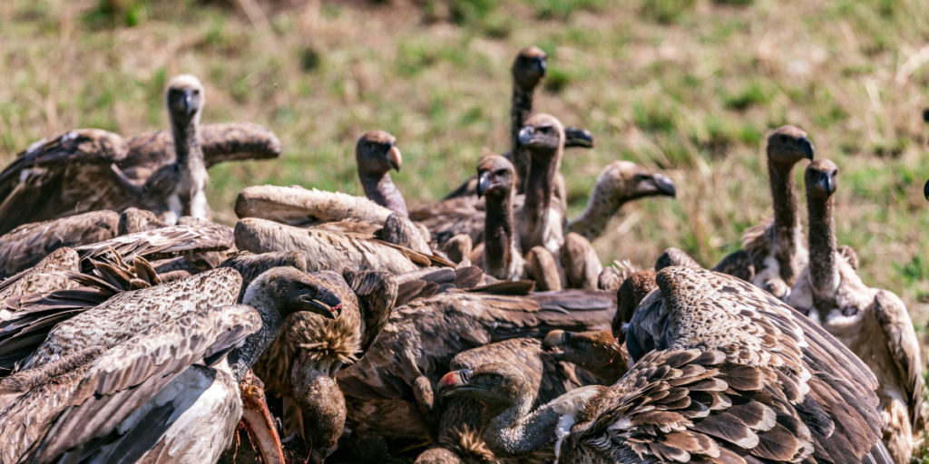 The Shooting of the Monstrous Man-Eating Birds of the Stymphalian Marshes