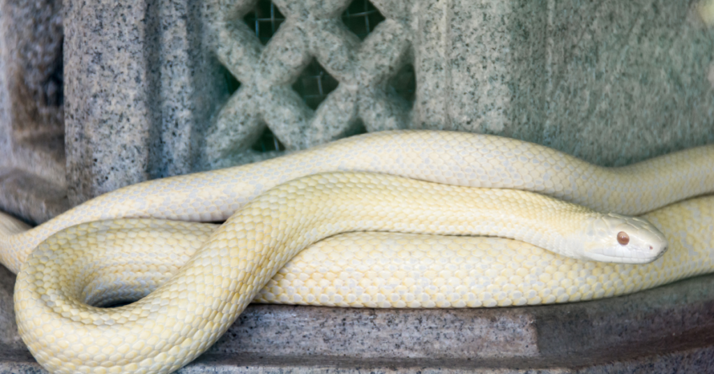 Diverse Symbolism Linked to White Snakes