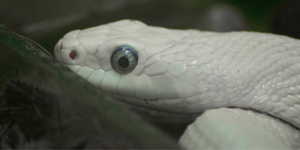 White Snakes’ Symbolism in Various Mythologies