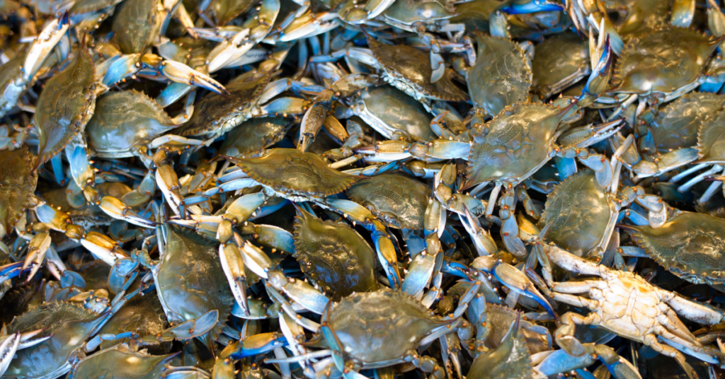 Dream About Crabs: Spiritual Meaning And Interpretation