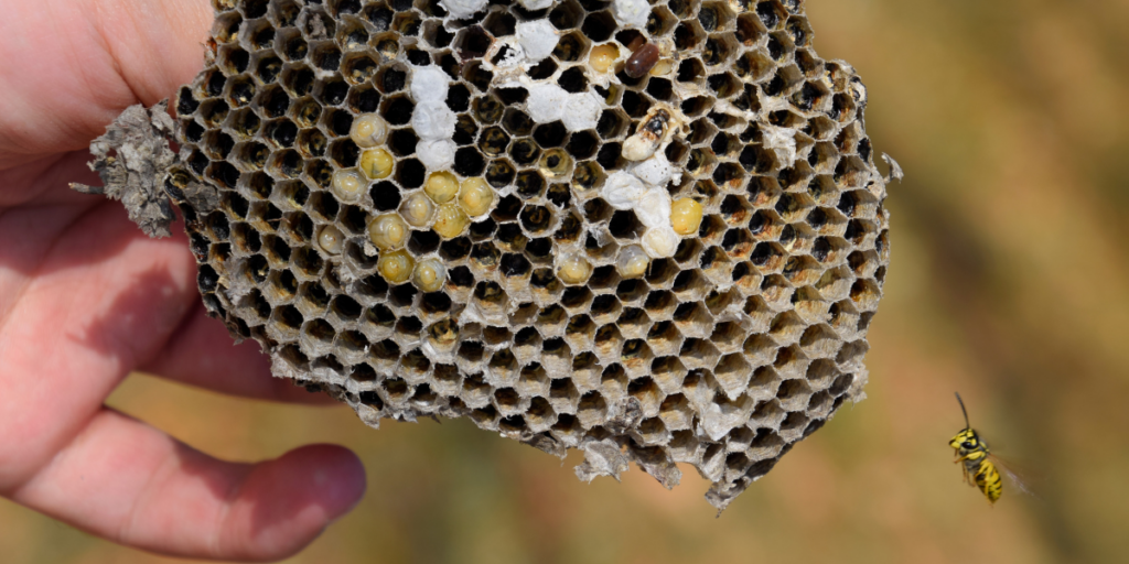 Destroying a Wasp Nest