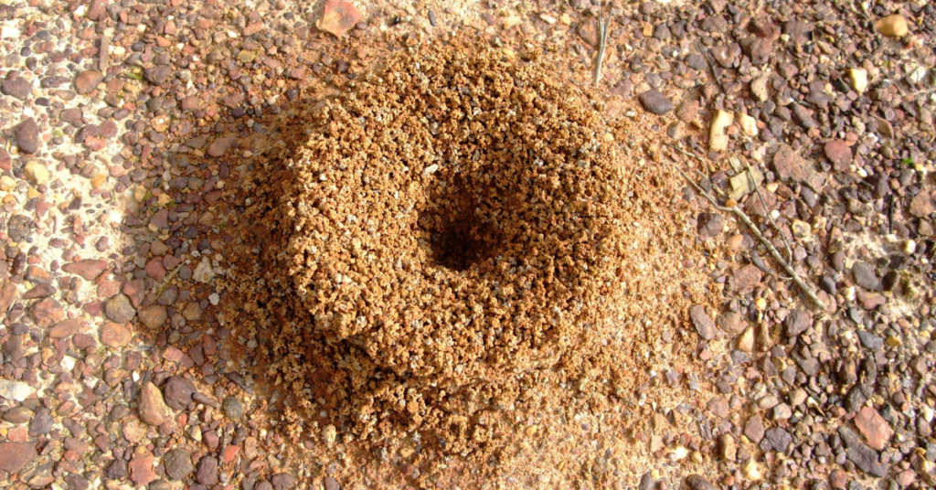Dream About an Ant Nest or Anthill