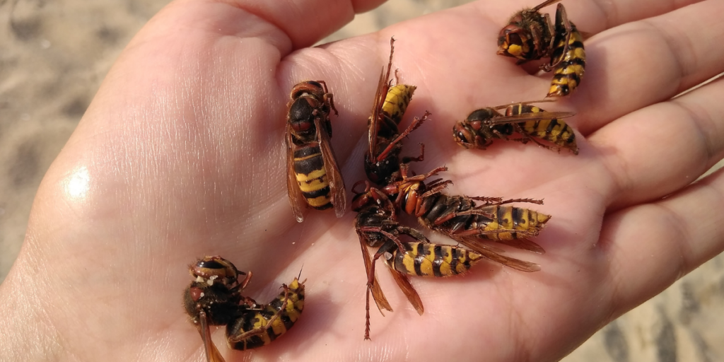 Seeing Dead Wasps