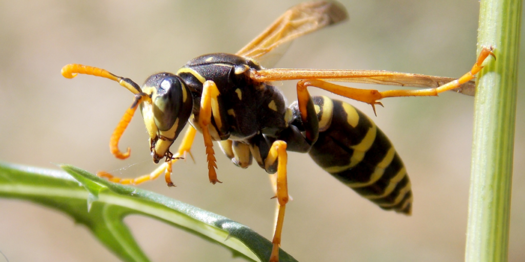 Seeing a Wasp