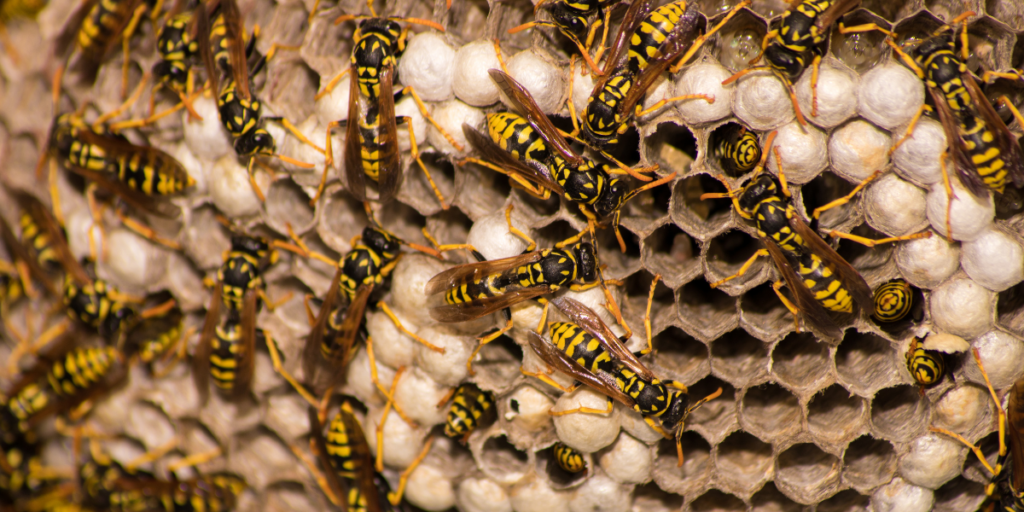 Seeing a Wasp's Nest