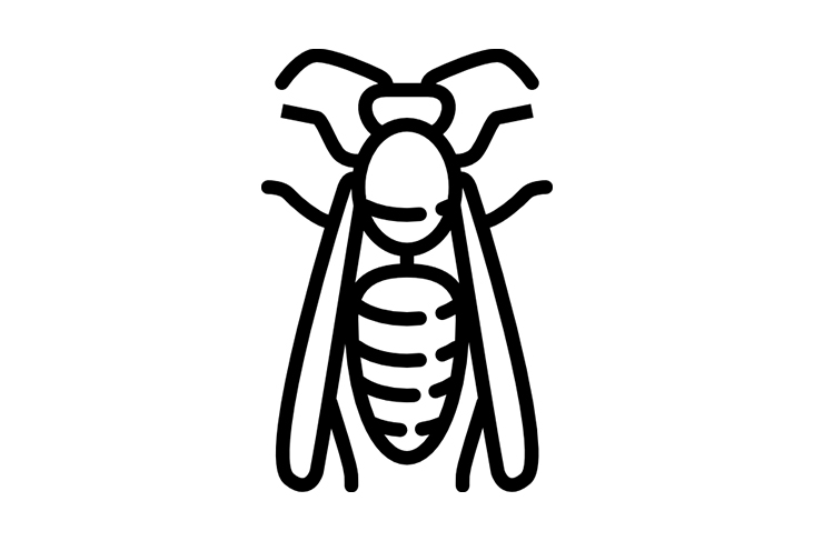 dream about wasps