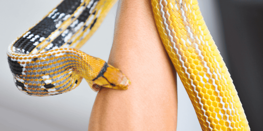 5 Common Dream Scenarios And Snake Bites Explanations