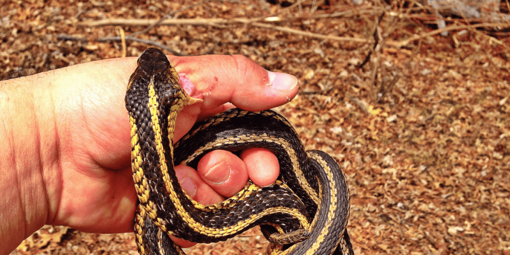 Dream About Snake Biting on Hand