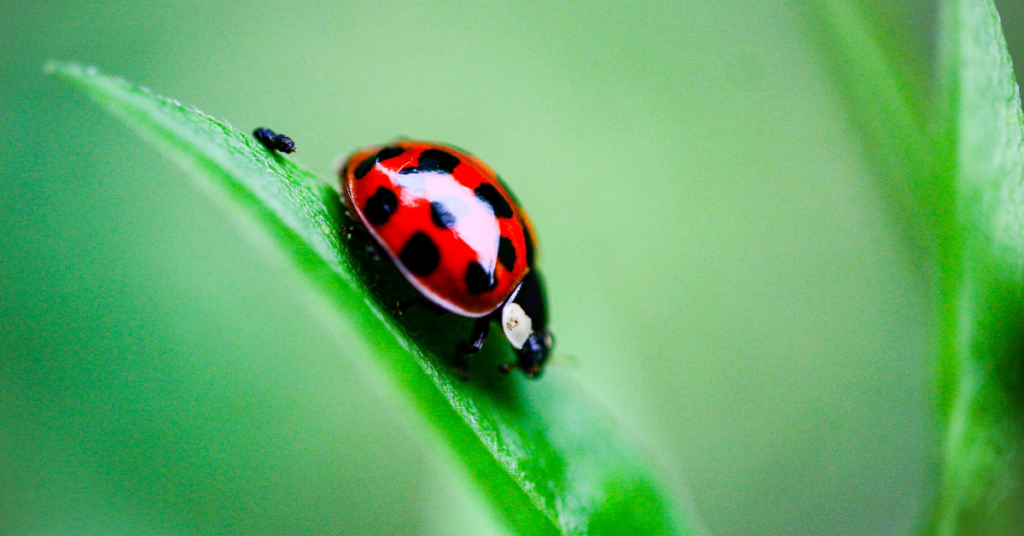 10-meanings-when-you-dream-about-bugs