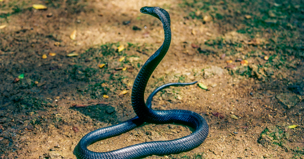 what-does-it-mean-when-you-dream-about-black-snake