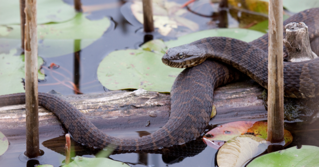 What Does it Mean When You Dream About Black Snake?