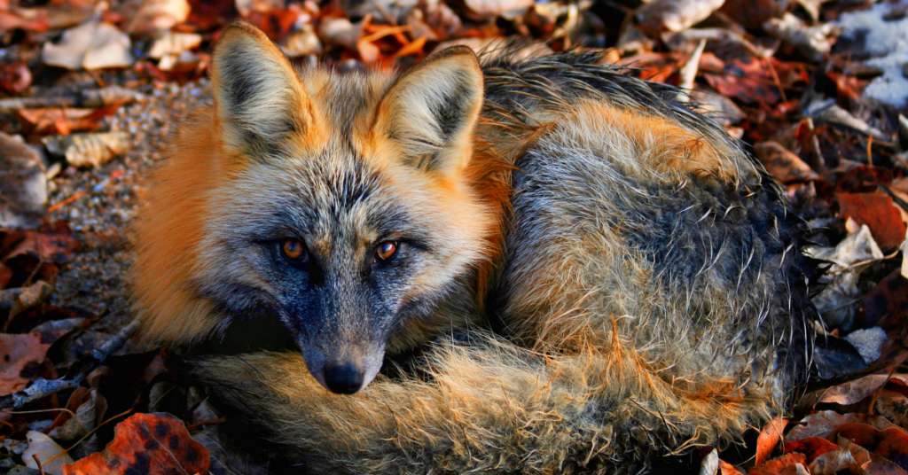 spiritual-meanings-of-fox-in-a-dream-dreams-and-mythology