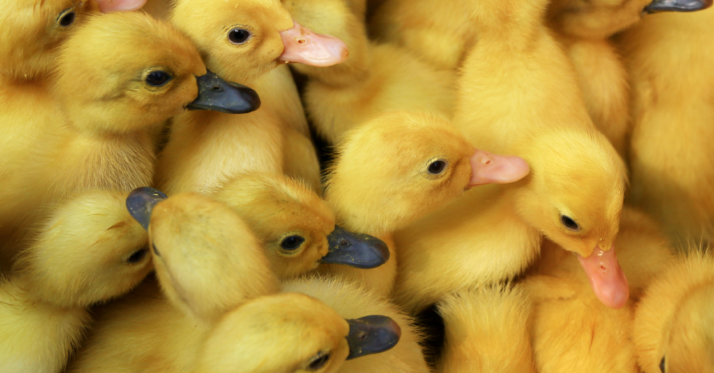 Dreams About Ducks: Symbolism And Interpretations - Dreams and Mythology