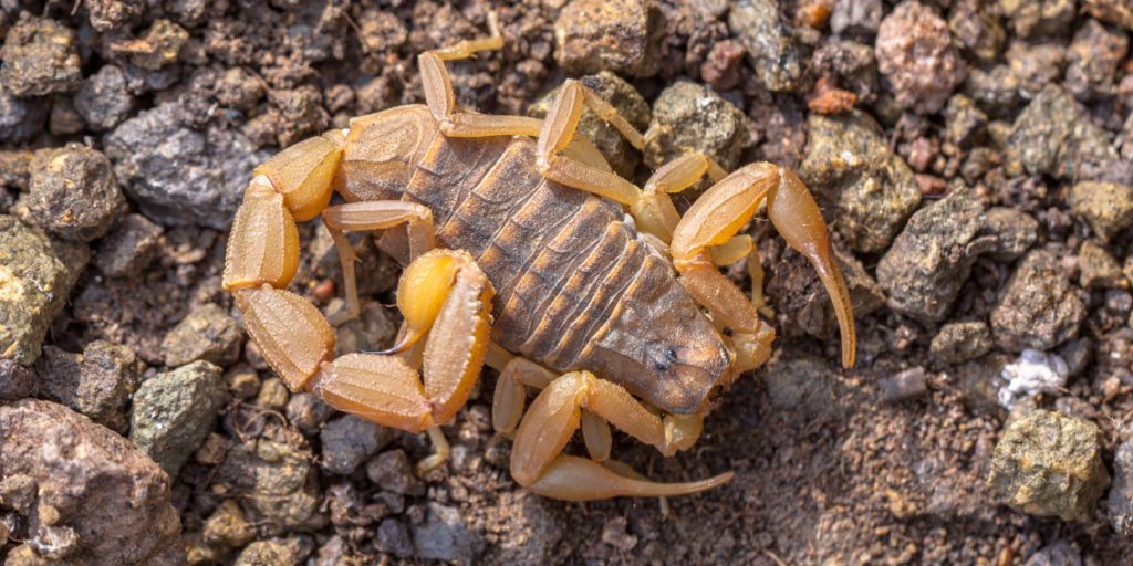 Yellow Scorpion