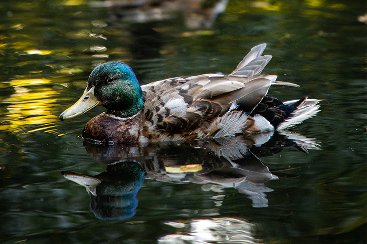 Dream about ducks