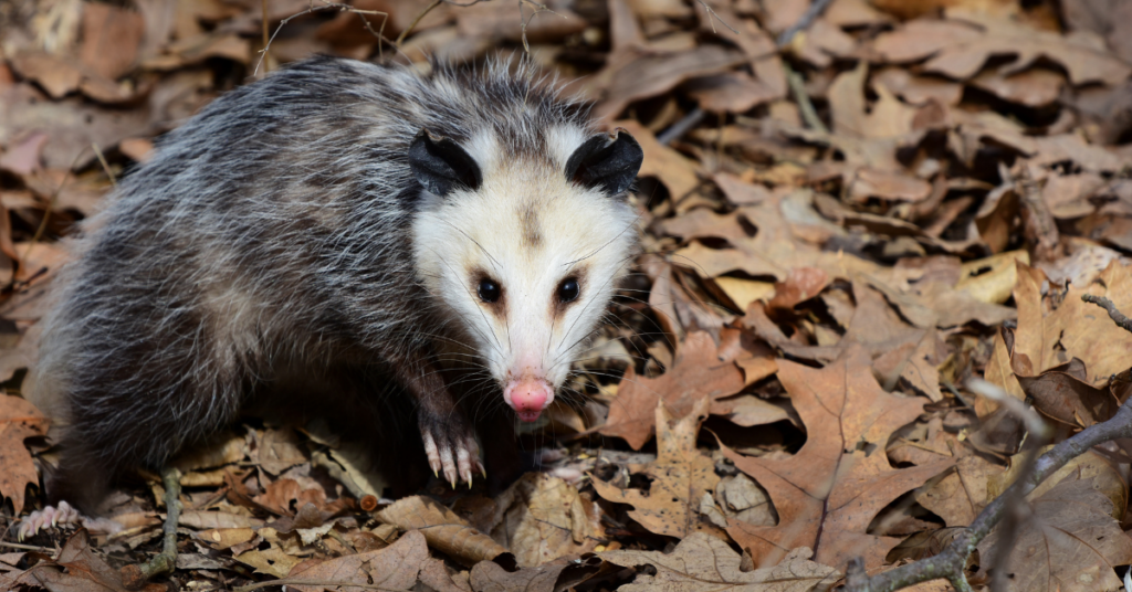 Dream About Possum: Meaning And Interpretation