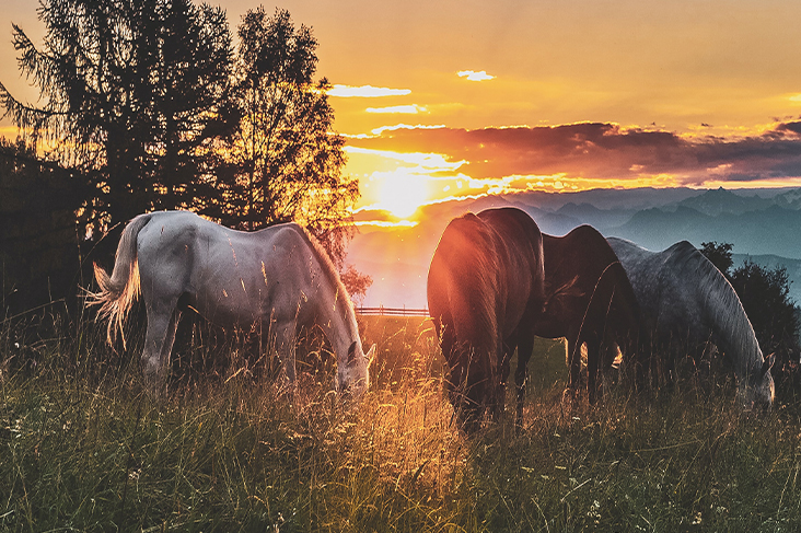 dream about horses