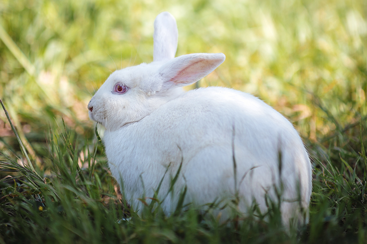 Dream about rabbits