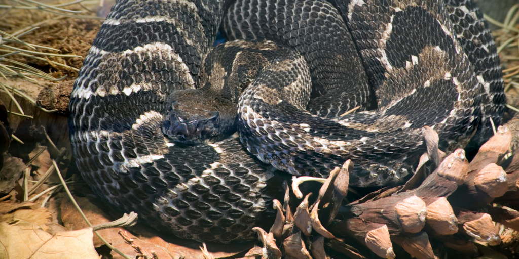 Dreaming About Rattlesnake: Meaning and Interpretation