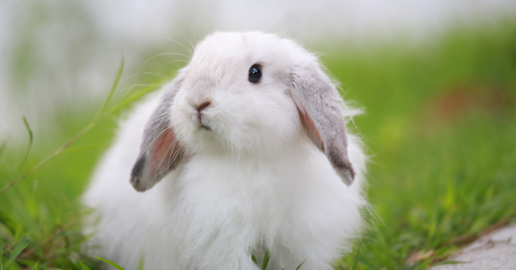 Dream About Rabbits Meaning And Interpretation Dreams and Mythology