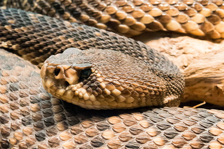 Dreaming About Rattlesnake Bite Meaning