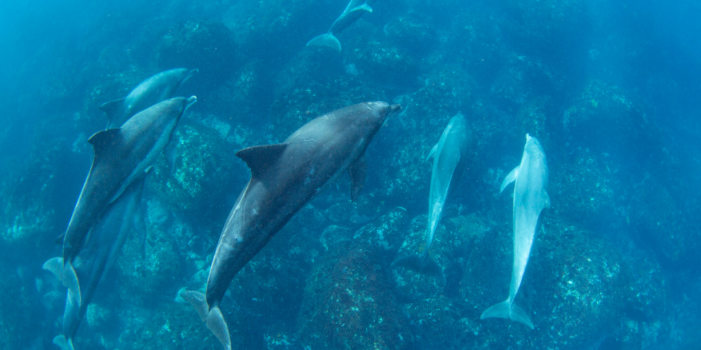 Dream About Dolphins: Meanings Based on Their Color
