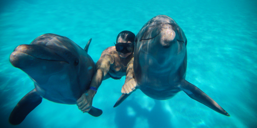 Swimming With a Dolphin